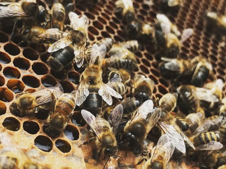 Honey Health